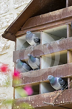 Dovecote big wooden house