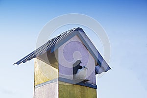 Dovecote in a garden