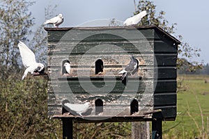 Dovecote and pigeons in love
