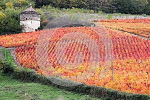 Dovecote and vineyards in Beaujolais during autumn season