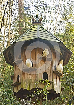 A Dovecote in the Woods