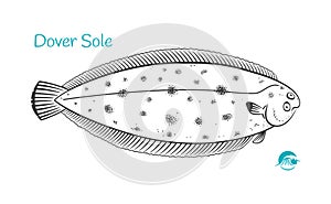 Dover Sole hand-drawn illustration