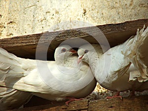 Doves photo