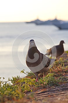 Doves in the ancient town of Antibes, France