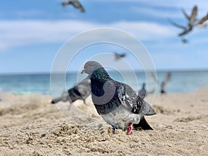 Doves on the beach by the sea. Birds on the Black Sea coast. The dove walks on the sand