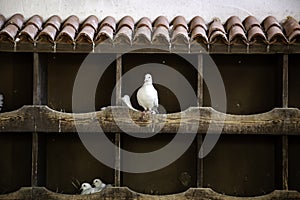 Doves in dovecote