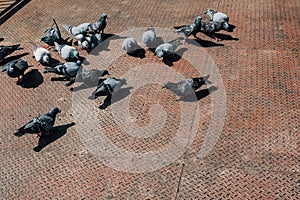 Doves eating pills. Pigeons is a peace. Doves on the wooden floor next to the canal.