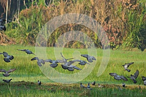 Doves on flight -birds on flight view from kerala village paddy field