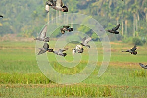 Doves on flight -birds on flight view from kerala village paddy field