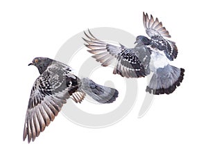 Doves in flight isolated on white