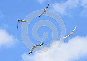 doves flying against the blue sky