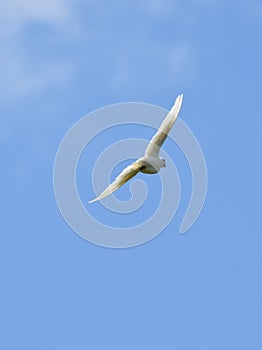 doves flying against the blue sky