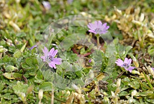 Doves foot Cranesbill