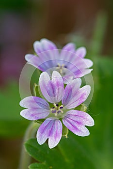 Doves foot cranesbill geranium molle