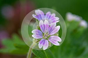 Doves foot cranesbill geranium molle