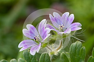 Doves foot cranesbill geranium molle