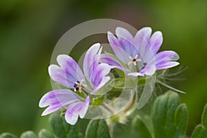 Doves foot cranesbill geranium molle