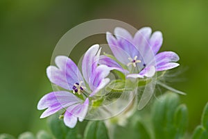 Doves foot cranesbill geranium molle