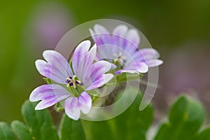 Doves foot cranesbill geranium molle