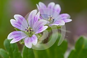 Doves foot cranesbill geranium molle