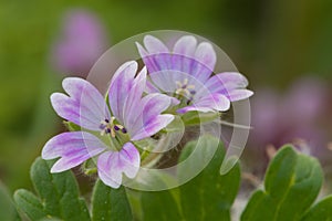 Doves foot cranesbill geranium molle