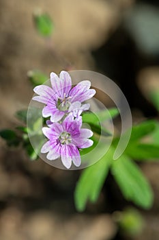 Doves foot geranium (geranium molle) flowers