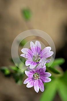 Doves foot geranium (geranium molle) flowers