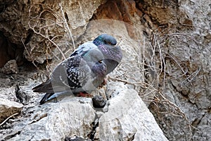 Doves at Gaitanes Gorge at Caminito del Rey in Andalusia, Spain