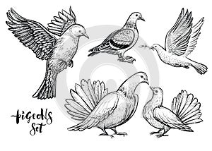 Doves hand drawn illustration.