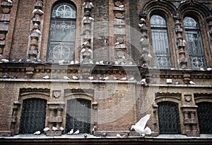 Doves in Harbin Saint Sophia Cathedral,China