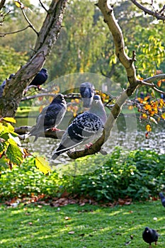 Doves on a limb photo