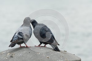 Doves in love