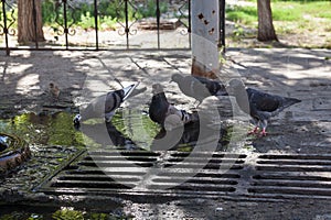 Doves near the drain grate