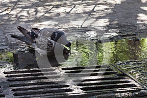 Doves near the drain grate