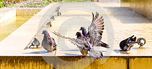 Doves near the fountain drink water in the sunny weather_