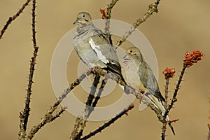 Doves on Ocotillo Branch photo