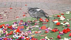 Doves of peace walking on scattered rose petals