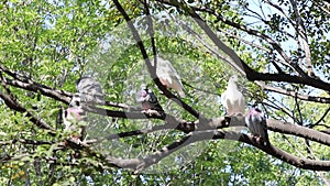 Doves of peace in the woods