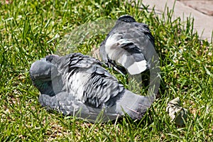 Doves rest on green grass and clean feathers