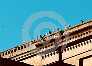 Doves standing on the top of building
