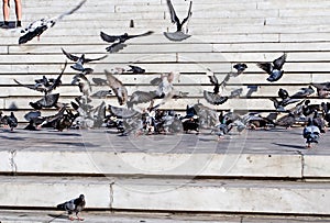 Doves on the steps, seasons, outside