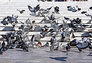 Doves on the steps, seasons, outside