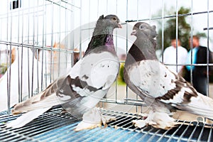 Doves on a sunny day in cage