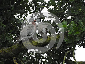 doves in a tree