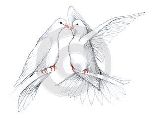 Doves on a tree branch illustration