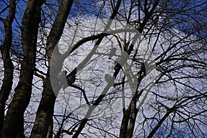 Doves on a tree in winter blue sky