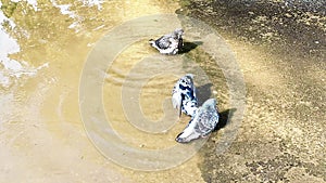 Doves wash after rain in a puddle on the sidewalk