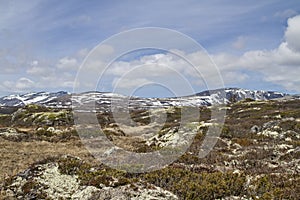 In Dovrefjell