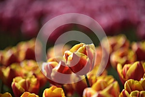 Dow jones tulip fields netherlands photo