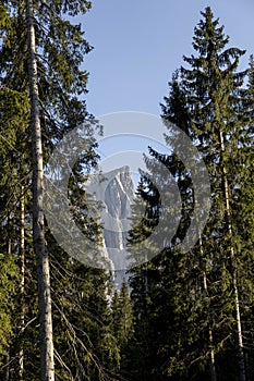 Dowering evergreen pine trees with a distant mountain peak in the distance